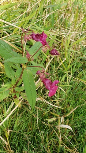 Himalayan balsam