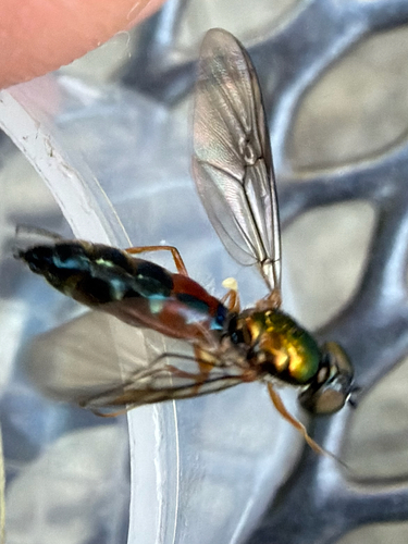 Twin-Spot Centurion Fly