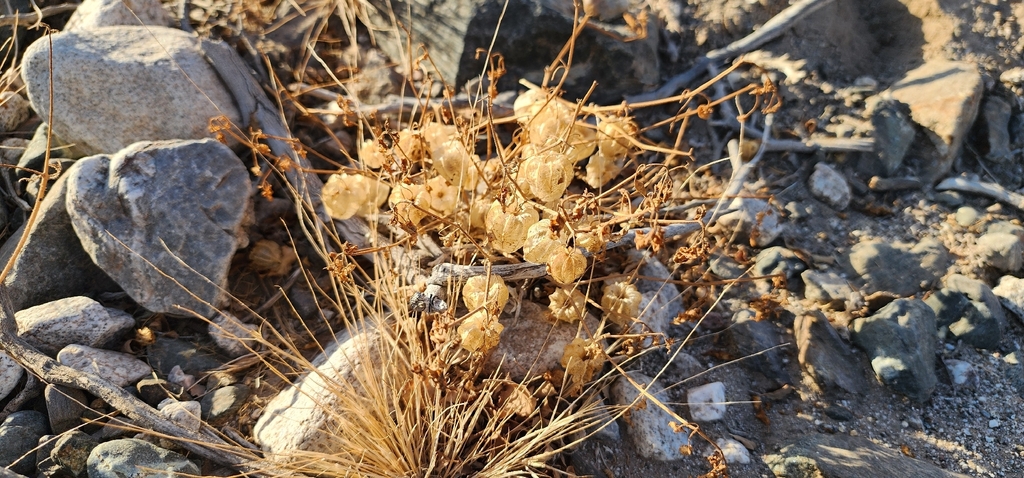 Physalis crassifolia; photograph (c) Xochitl Zambrano, some rights reserved (CC BY)