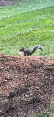 Eastern Gray Squirrel