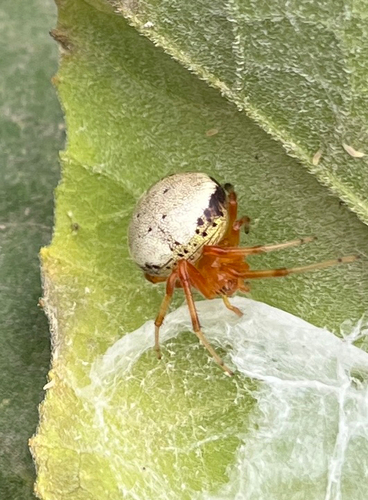Lattice Orbweaver
