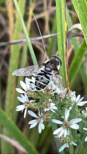 Black-shouldered Drone Fly