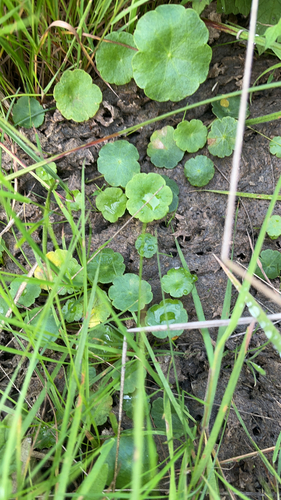 Marsh Pennywort