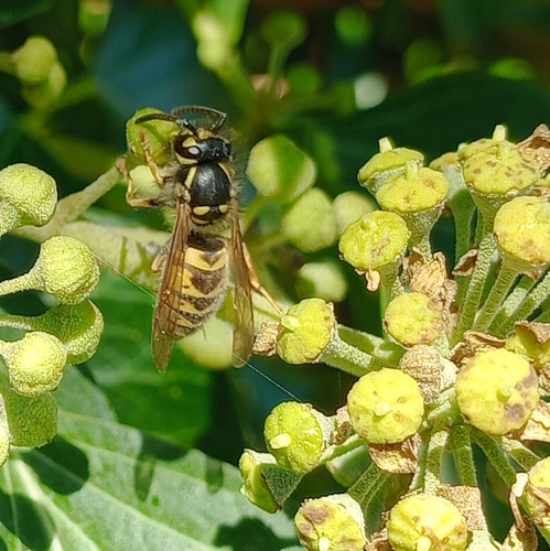 Common European Yellowjacket