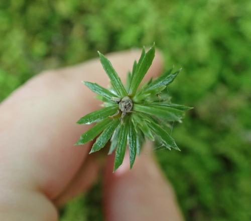Huperzia lucidula, photograph 4