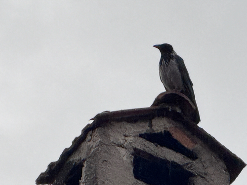 Hooded Crow