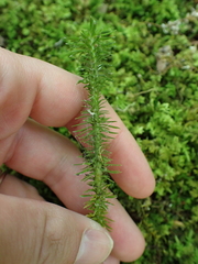 Huperzia lucidula, photograph (c) Steven Lamonde, some rights reserved (CC BY)