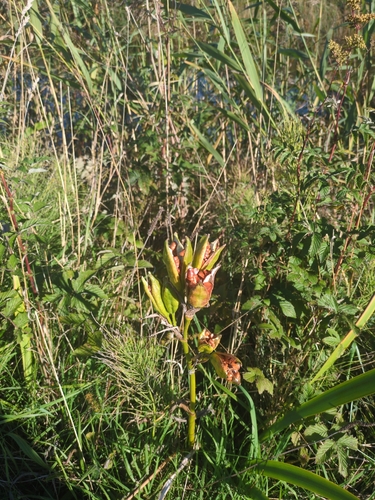 Yellow Iris