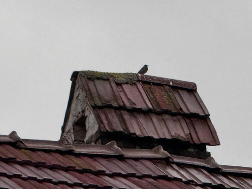 Black Redstart