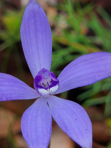 Silky Blue Orchid