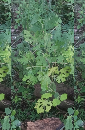 Urena procumbens observed 2026-09-19