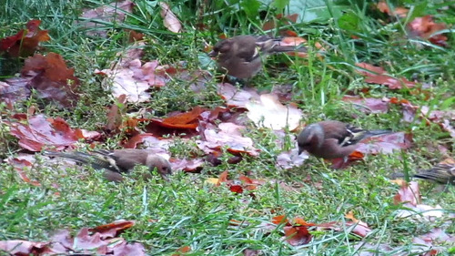 Common Chaffinch