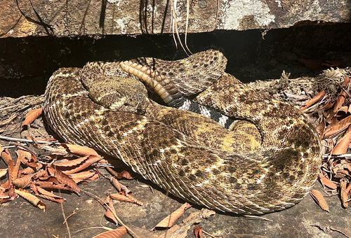 Western Diamond-backed Rattlesnake