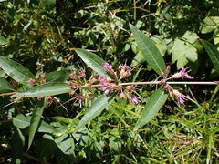 Decodon verticillatus