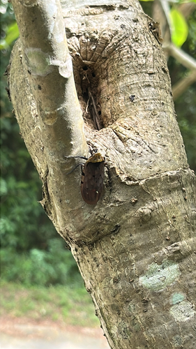 Penthicodes atomaria