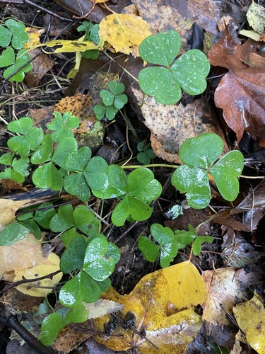 European wood-sorrel