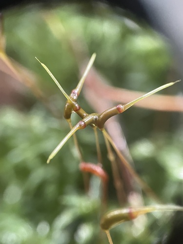 Catherine's moss
