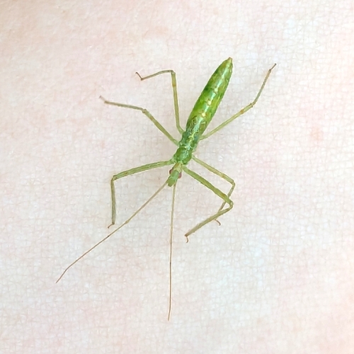 Pale Green Assassin Bug