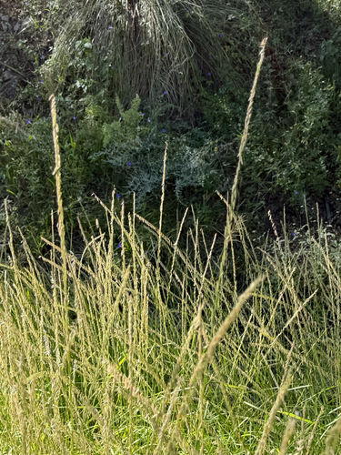 sideoats grama