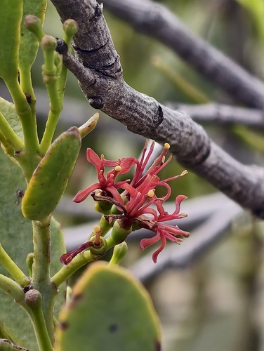 Amyema miraculosa, 2026-09-18