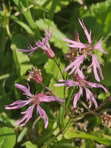ragged-robin