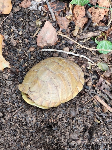 Three-toed Box Turtle