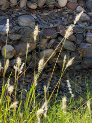Bothriochloa barbinodis, photograph (c) CK2AZ, some rights reserved (CC BY)