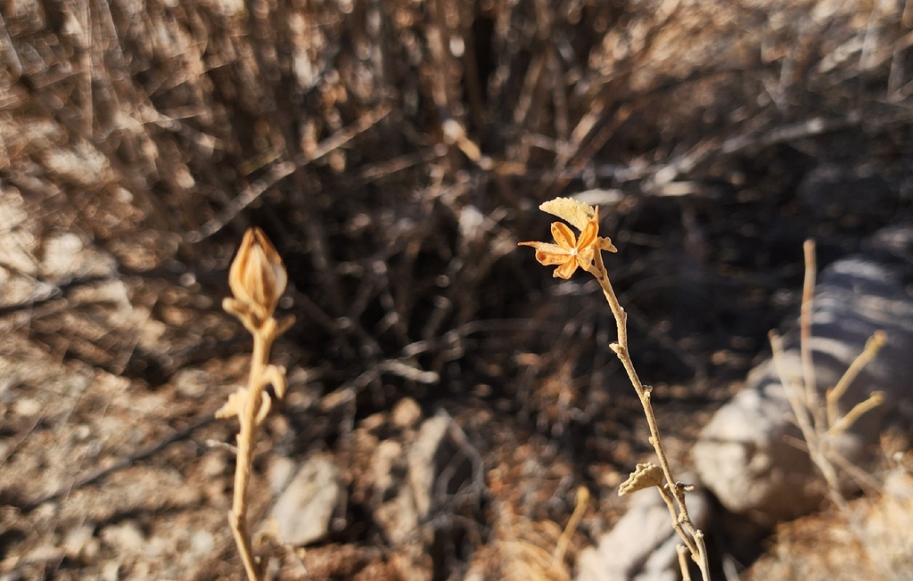 Hibiscus denudatus; photograph (c) Xochitl Zambrano, some rights reserved (CC BY)