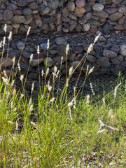 Bothriochloa barbinodis, photograph (c) CK2AZ, some rights reserved (CC BY)