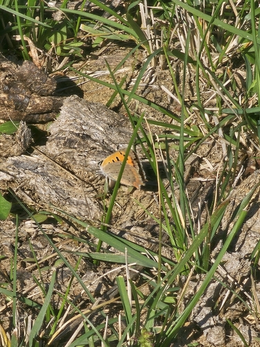 Small Copper
