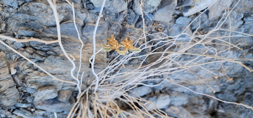Hibiscus denudatus, photograph 3