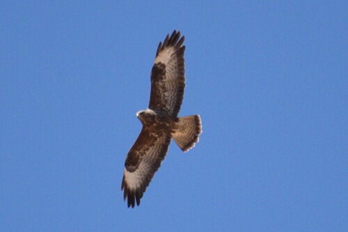 Common Buzzard