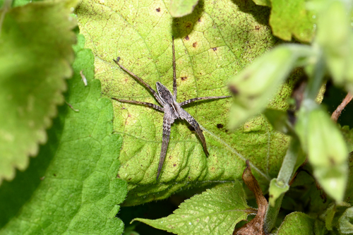 European Nursery Web spider