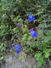 Salvia sagittata