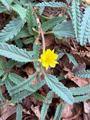 Corchorus asplenifolius