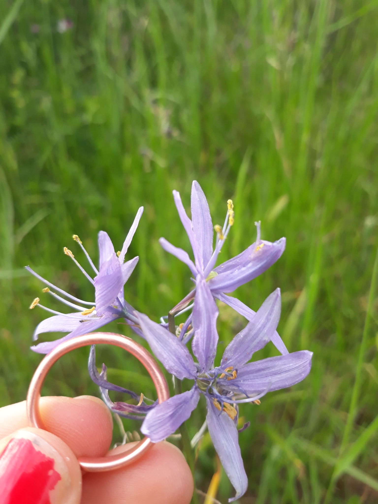 Camassia quamash ssp. azurea