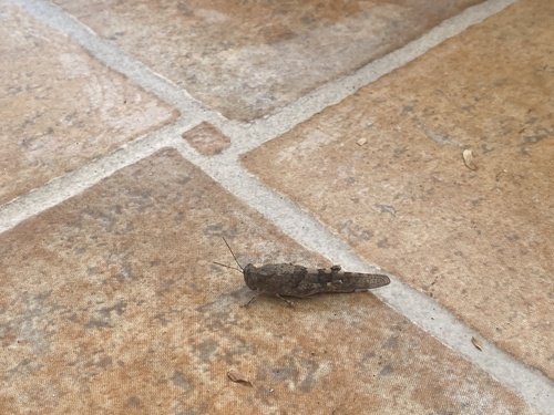 Desert Sand Grasshopper