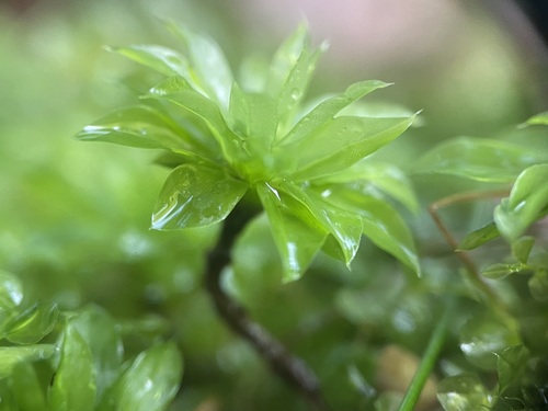 Rose Moss