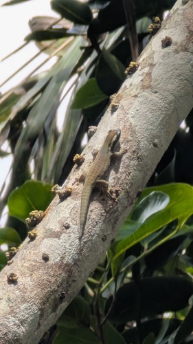 Ornate Day Gecko