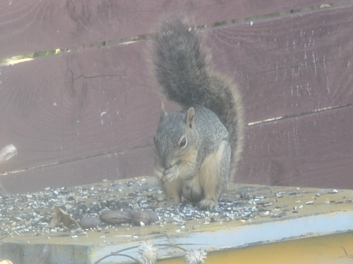 Eastern Fox Squirrel