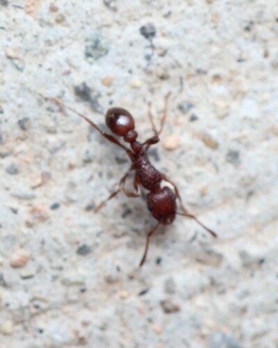 Tetramorium hispidum