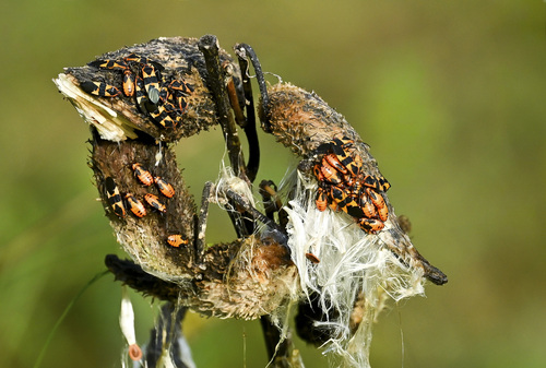 Large Milkweed Bug