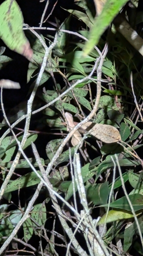 Panther Chameleon