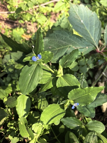 Benghal Dayflower
