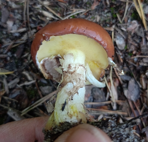 Purple-veiled Slippery Jack