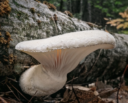 Lynx Paw Oyster
