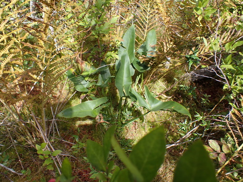 Peltandra virginica, photograph 5