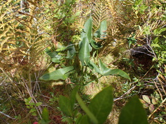Peltandra virginica, photograph (c) Steven Lamonde, some rights reserved (CC BY)