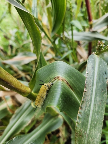 Banded Tussock Moth