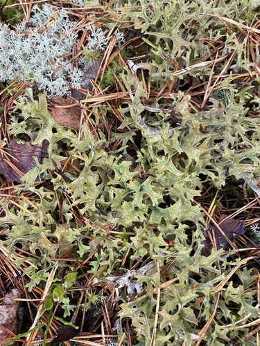 Iceland Lichen